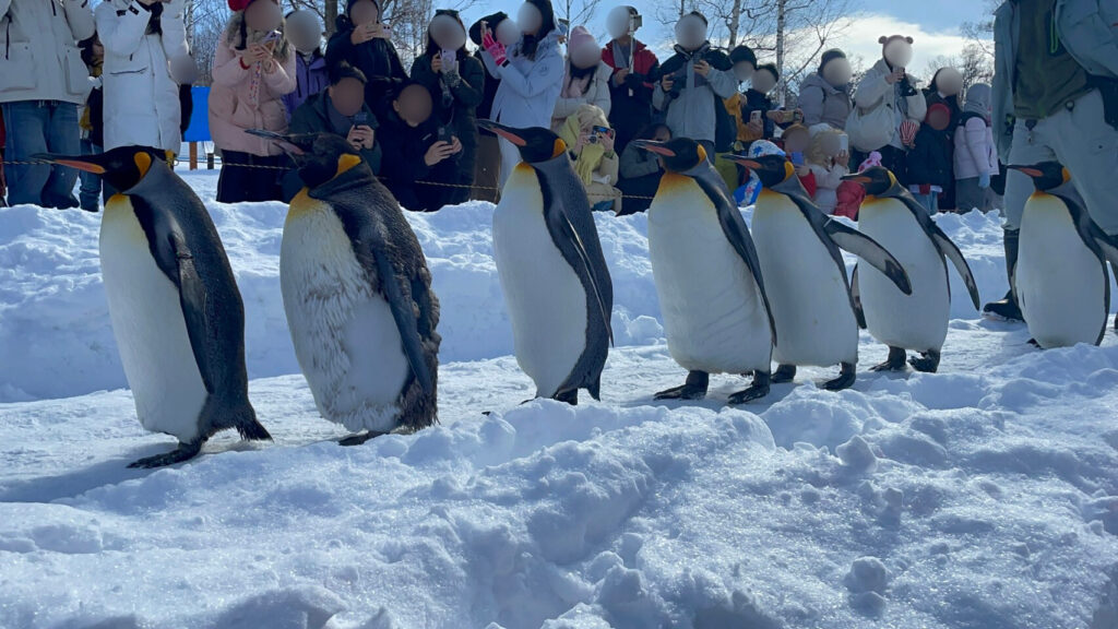 雪の上を行進するペンギンたち。歩く様子を観光客が見守っている。