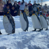 雪の上を行進するペンギンたち。歩く様子を観光客が見守っている。